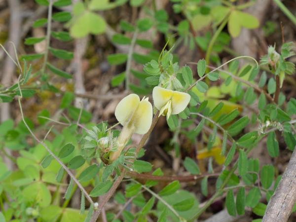 <h3><a href="/trips/kreta/biota/plantae/tracheophyta/magnoliopsida/fabales/fabaceae/vicia hybrida/vicia hybrida-nl.html">Vicia&nbsp;hybrida</a> / Hairy&nbsp;yellow&nbsp;vetch / Basterdwikke</h3>OM-1 Mark II met OLYMPUS M.150-400mm F4.5, 1/500 sec  bij F8.0, ISO 2000, afstand 1.835&nbsp;m